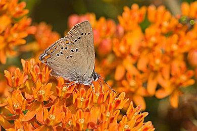 《合金装备3：重制版》新情报： 画面操作全升级